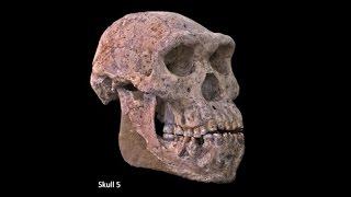 Origins of Genus Homo–Australopiths and Early Homo Variation of Early Homo Speciation of Homo