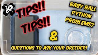 Tips for setting up your NEW BABY BALL PYTHON HAPPY HEALTHY BABIES