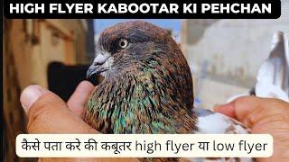 High flyer kabootar ki pehchan  Body adaptations of high flyer pigeons high & low flyer difference