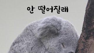 ENG SUB 코알라처람 딱 붙어있는 남자친구ASMR