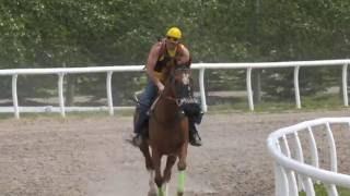 Horse Health Keeping Equine Athletes in Top Form – Explore UCalgary