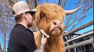 Dad cow refuses to grow up still acts like a puppy