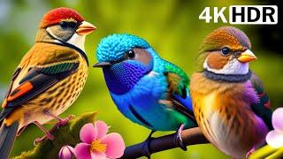 Colorful Birds  Breathtaking Nature & Amazing Birds Songs  Stress Relief  Beautiful Nature Birds
