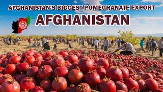 Afghanistans biggest pomegranate export. Afghanistan is the best pomegranate producer in the world