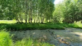 Relaxing Nature Sounds - Forest Sounds Water Sounds Bird song