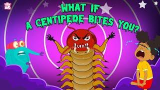 What if a Centipede Bites You?  Are Centipedes Poisonous?  Deadliest Insects  The Dr. Binocs Show