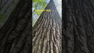 #fypシ#longest #tree #canada #nature#youtubeshorts