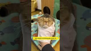 Bí quyết tắm mèo siêu tốc Sạch sẽ chỉ trong 1 phút #fyp #pet #cat #dog #cute  #pets #cuteanimal