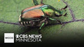 How to get rid of Japanese beetles naturally