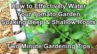 How to Water Tomato Plants for a Huge Harvest - Watering & Frequency Examples Two Minute TRG Tips