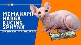 Understanding the Price of a Sphynx Cat and How to Take Care of It #sphynx cat price