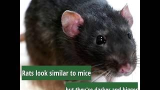 What are pest rodents?