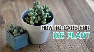 BEST TIPS  HOW TO CARE FOR ICE PLANT CORPUSCULARIA LEHMANNII