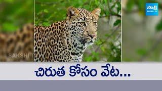 Forest Officers Fixed Trap Cages To Catch Tiger Nandyal Dist  Women Lost Her Life In Tiger Attack