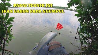 SPOT MANCING BELANAK KENDAL. Vlog 115