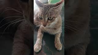 Kucing jalanan sinis sama orang #kucing #kucinglucu #cat #catlover #memes #viral #meong #funnycats