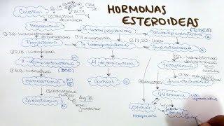 Síntesis de hormonas esteroideas aldosterona cortisol DHEA androstenediona testosterona estrogenos