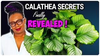 Everything You Wanted to Know About My Calathea Orbifolia