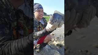 how to catch lots of fish by caste mat  satisfying and amazing cast net fishing