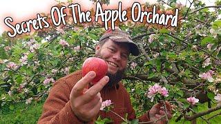 Secrets of the Apple Orchard Trees That Changed The World 