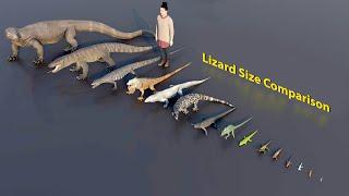 Big Lizard size comparison  3D Animation #animation #animals