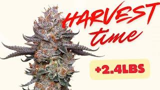 BIGGEST Harvest yet Black Tuna Seed to Harvest and Pheno Hunt TWO Strains