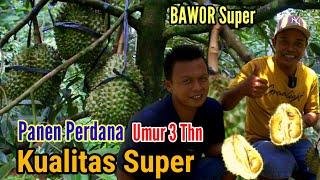 Durian Bawor Super  Panen Perdana Umur 3 Tahun  Durian Bawor Banyumas  Mas Edi