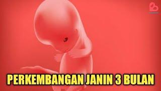 Perkembangan Janin 3 Bulan yang Ideal