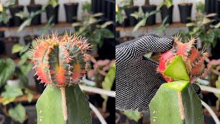 #02 How to De-graft and Root a Cactus Gymnocalycium Step by Step Guide