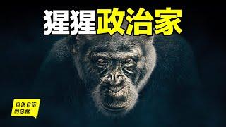 黑猩猩的政治：比人類更擅長政治的動物……自說自話的總裁