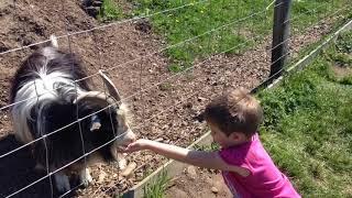 Feeding Goats at Wynford Farm Kingswells Aberdeen Scotland