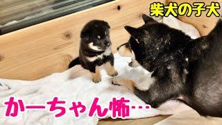 【柴犬 子犬】母犬による上下関係の教育が始まって戦々恐々な子犬