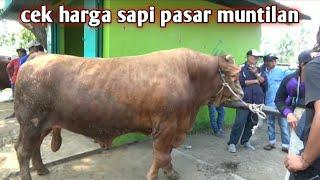 CEK HARGA SAPI PASAR HEWAN MUNTILAN MAGELANG JAWA TENGAH