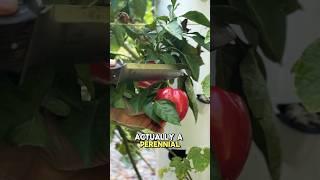 It’s time to start growing your own food if you care about health Learn more in the description