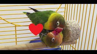 Fischers Lovebird Mating Ritual