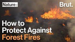 How to Protect Against Forest Fires