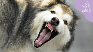 The WORST Alaskan Malamute Dog Ive Ever Groomed In My Career