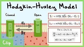 Hodgkin-Huxley Model of Voltage-Gated Channels Explained Gating Variables n m h  Clip