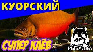 КУОРИ Голец КУОРСКИЙ Супер Клёв ► СУПЕР ФАРМ ► РУССКАЯ РЫБАЛКА 4  Russian Fishing 4  РР4 RF4