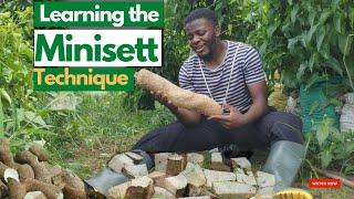 PROPAGATING SEED YAMS THROUGH MINISETT TECHNIQUE yam planting  in sacks yam farming in sacks