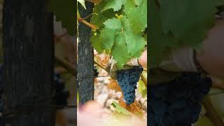 Harvest at Taylors Quinta de Vargellas Douro Valley