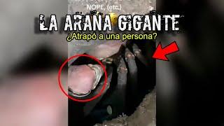 EL IMPACTANTE VIDEO de una ARAÑA GIGANTE encontrada en una CUEVA SECRETA