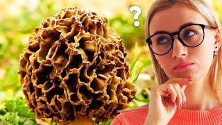 Benefits Of Eating Morel Mushrooms For Weight Loss