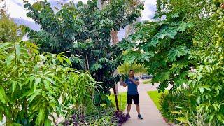 Manila Tamarind & Inga - Best Nitrogen Fixing Tropical Fruit Trees