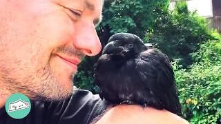 Baby Crow Thinks Man Is His Dad  Cuddle Buddies