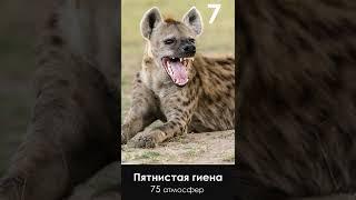 Самый сильный укус животных