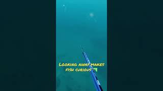 Look  away from fish to make it turn #hunting #sustainability #spearfishing