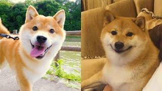 Shiba Inu — Funny And Cute Videos And Tik Toks Compilation