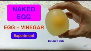 NAKED EGG  EGG AND VINEGAR EXPERIMENT  BOUNCY EGG  OSMOSIS IN EGG EXPERIMENT 