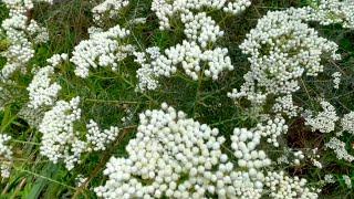 Rice Flower. Ozothamnus diosmifolius Burkes Backyard.